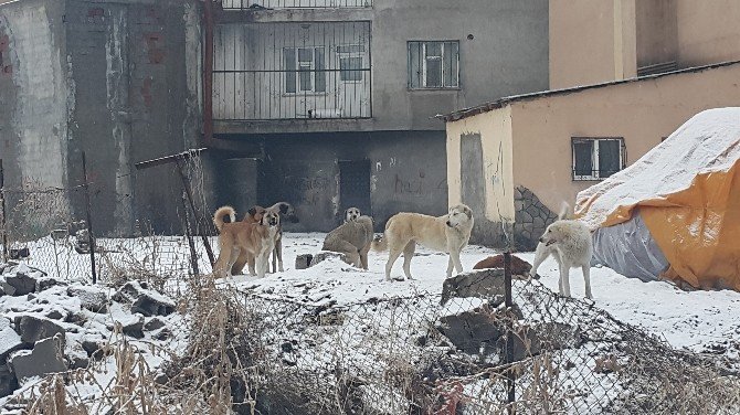 Başıboş köpekler halkın korkulu rüyası oldu