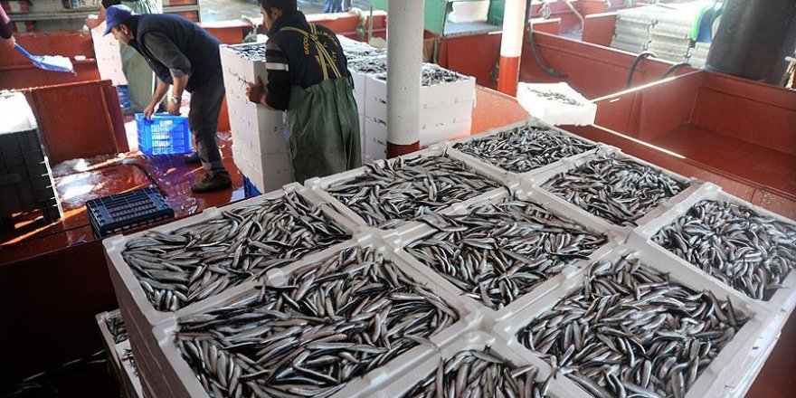 Karadeniz'den hamsi fışkırıyor
