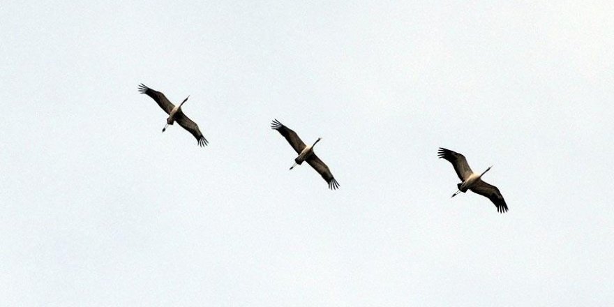 ABD'de binlerce göçmen kaz zehirli atık suda öldü