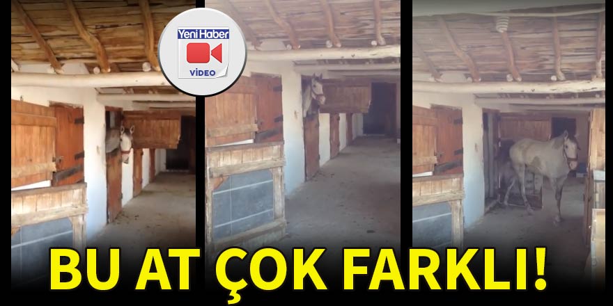 Bu at, çok farklı