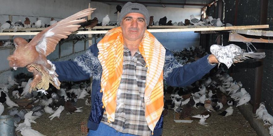 İcradan satılık 2 bin güvercin!