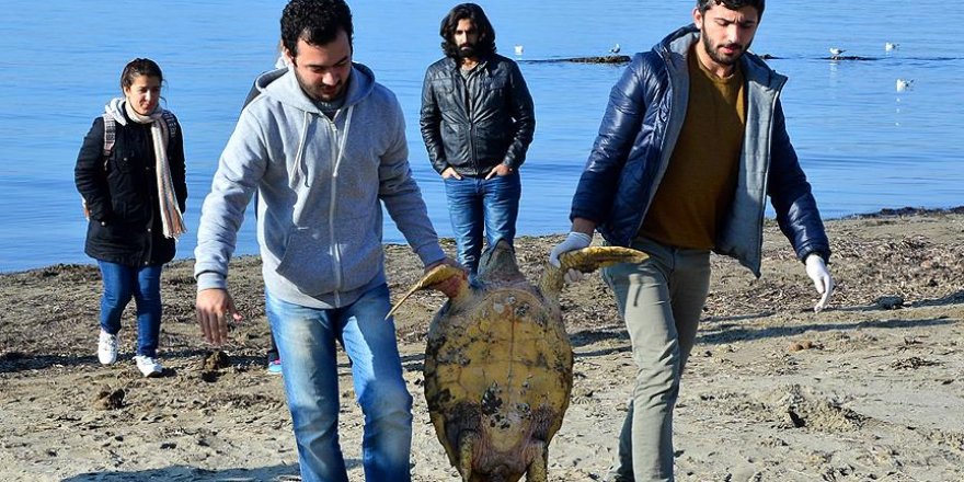 Çanakkale'de ölü caretta caretta sahile vurdu