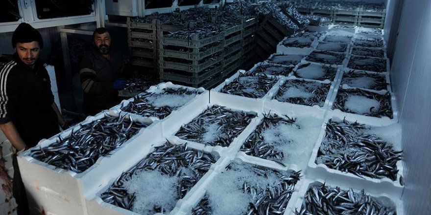 Batı Karadeniz'de bir haftada 2,8 bin ton hamsi avlandı