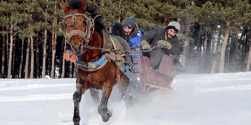 Sarıkamış'ta atlı kızaklar sezona hazır