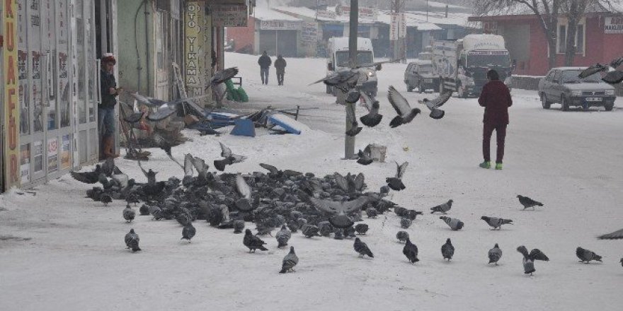 Her sabah kuşları doyuruyorlar
