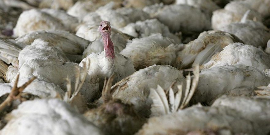 İngiltere'de kuş gribi vakası görüldü