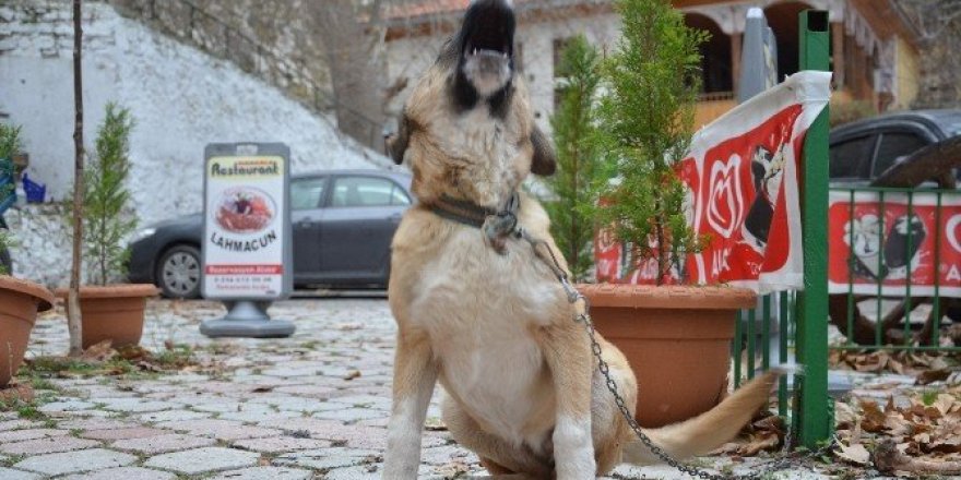 Soma’da kuduz endişesi