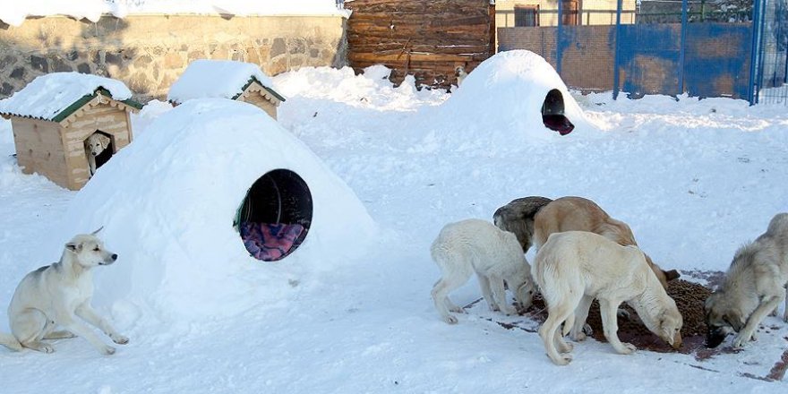 Sokak hayvanları için Eskimo usulü ev