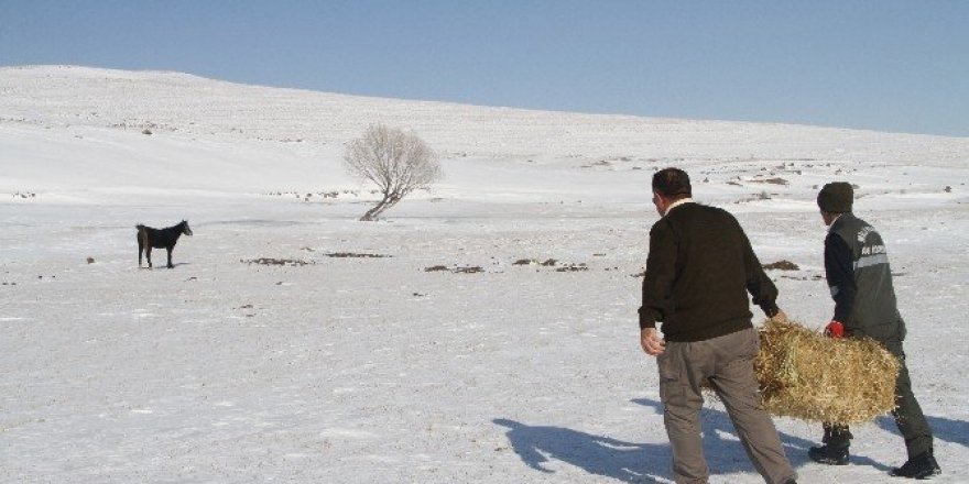 Yılkı atlarının yaşam mücadelesi