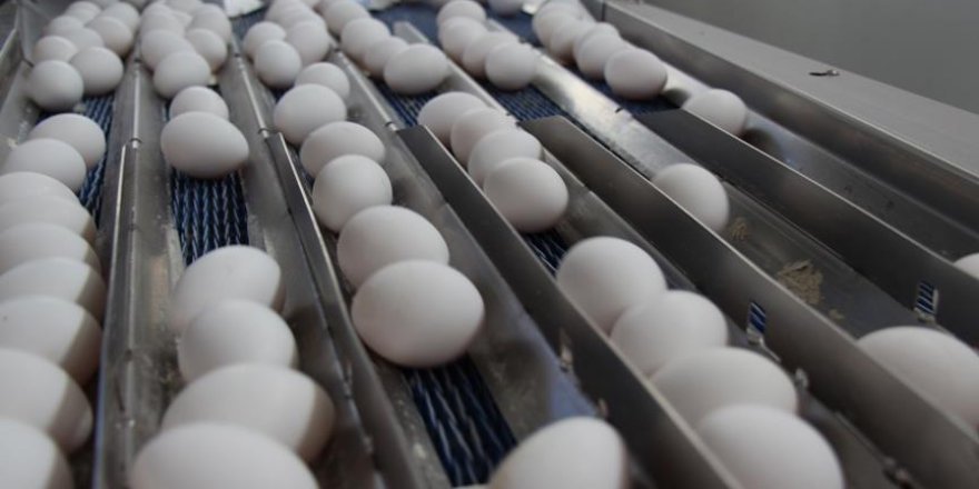 Yumurtada ihracat tutarı 300 milyon dolara dayandı