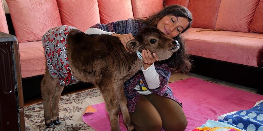 Buzağı 'Kadife'yi evinde besliyor