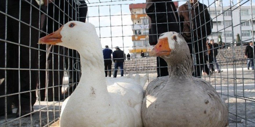 Yozgat’ta ilk kez Kaz Günü Etkinliği düzenlendi