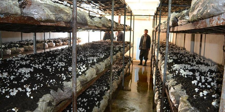 Mantar yetiştirerek köyden kente göçe 'dur' dedi