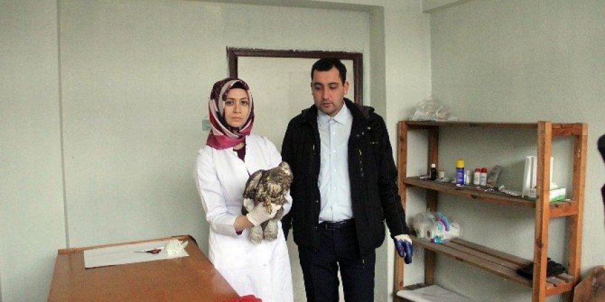 Bolu’da bulunan yaralı Şahin tedavi altına alındı