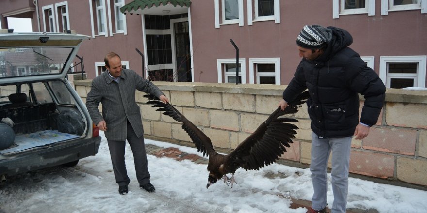 Konya'da yaralı akbaba bulundu