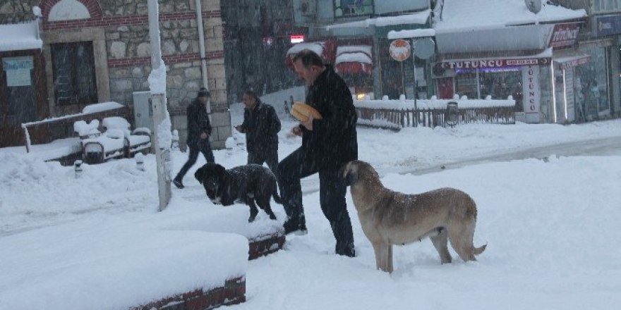 Tosya’da aç kalan sokak köpeklerini vatandaşlar besledi