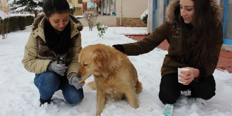 Aç köpeği elleri ile beslediler