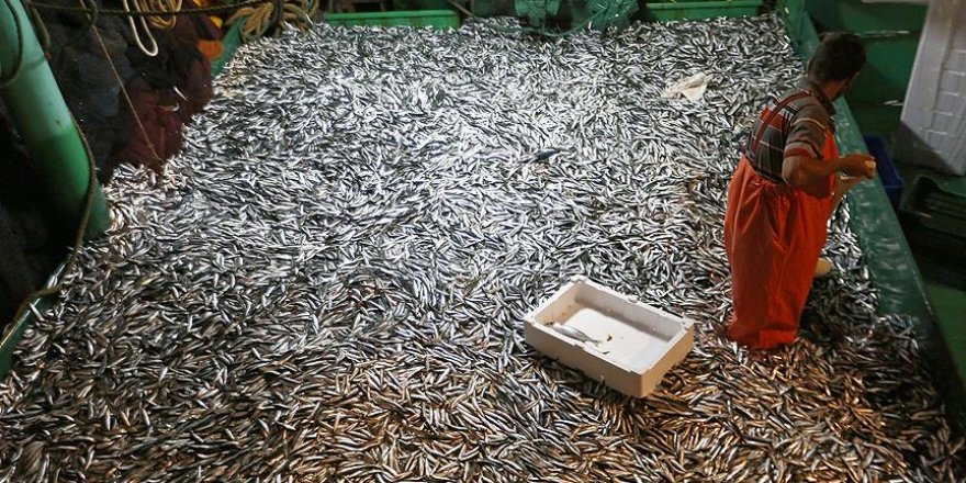 Fırtına sonrası Karadeniz'de hamsi bolluğu