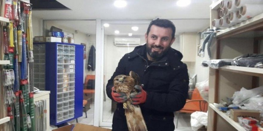 Yaralı doğana sahip çıktı