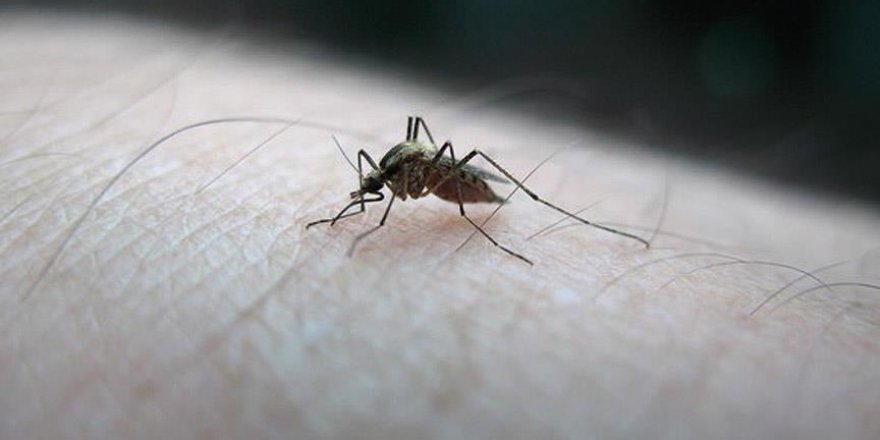 Genetiği değiştirilmiş sıtma aşısı tam not aldı