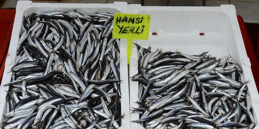 Balıkçılar yeni yılda hamsiden umutsuz