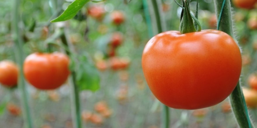 Domatesin fiyatı yüzde yüz arttı