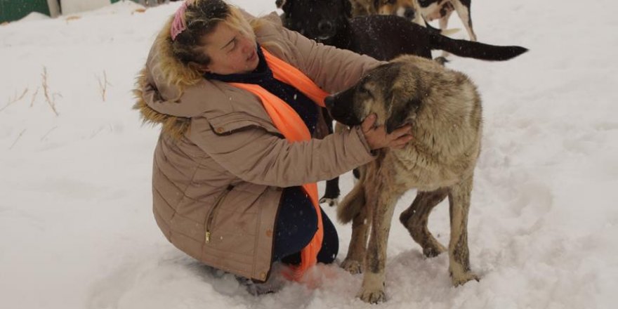 Sokak hayvanları için 100 kilometre yol kat ediyorlar