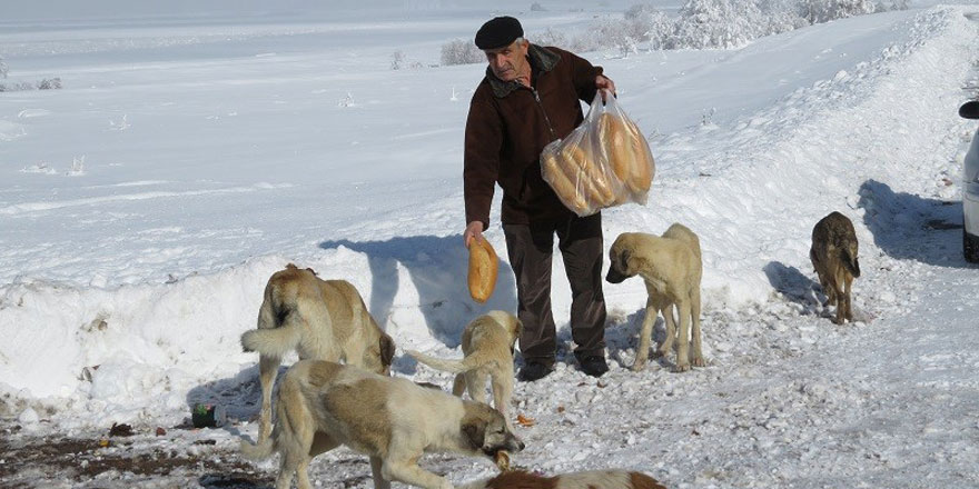 Sahipsiz köpekleri ekmekle besliyor