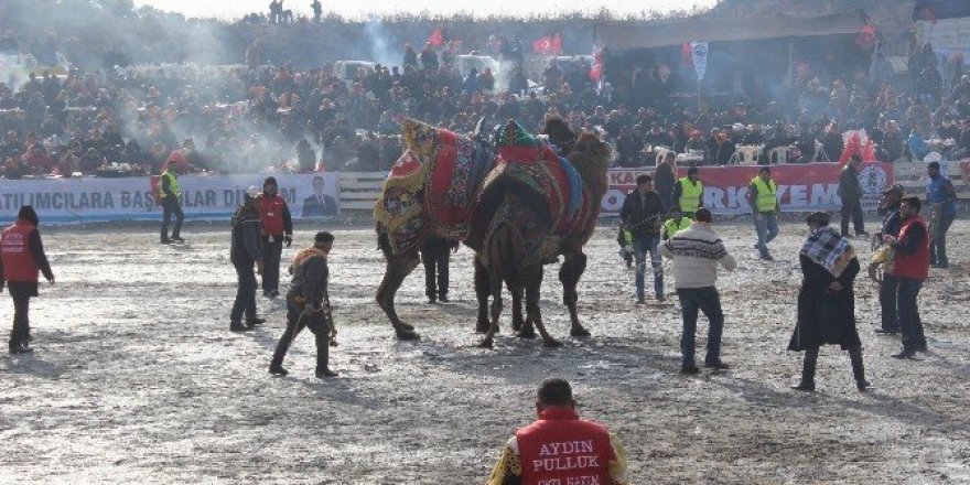 Şehitlere Saygı İçin Develer Davulsuz Güreşti