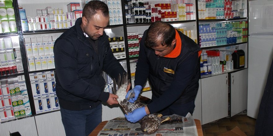 Konya'da yaralı atmaca tedavi altına alındı