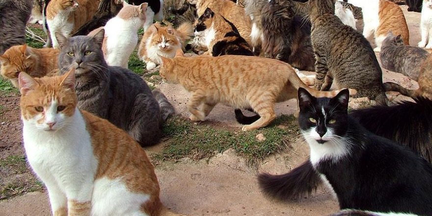 Yüzlerce kediye kuş gribi karantinası