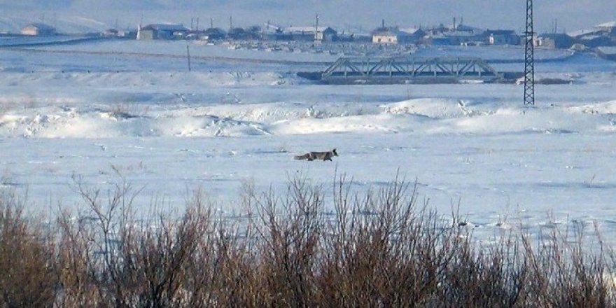 Kars’ta tilkilerin av mesaisi başladı