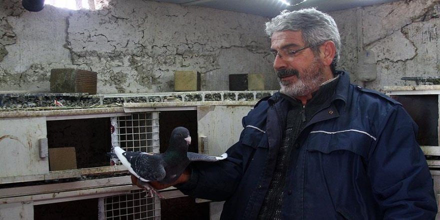 Kepçeyle duvarı delerek güvercin çaldılar