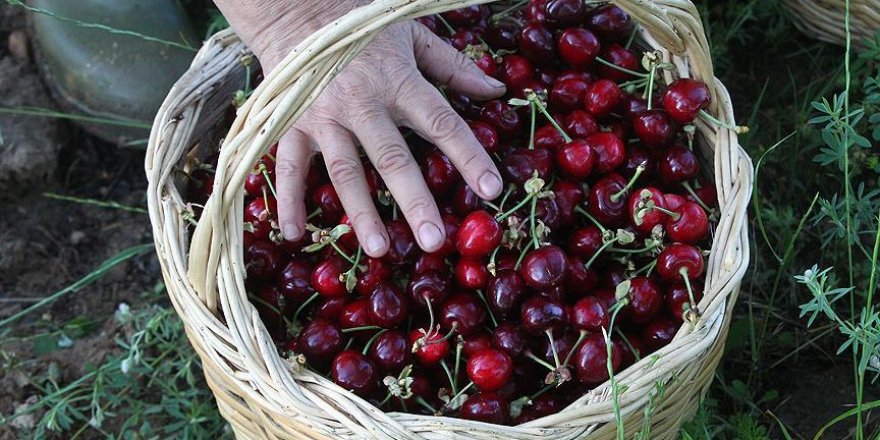 Kirazda hedef Çin pazarı
