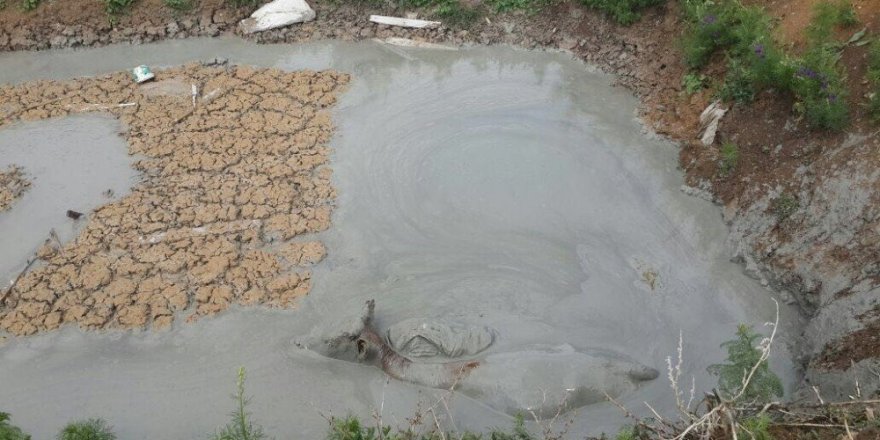 Sandıklı’da bentonit kuyusuna düşen ineği itfaiye kurtardı