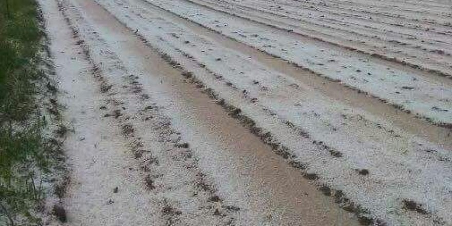 Konya'da çiftçiyi dolu vurdu
