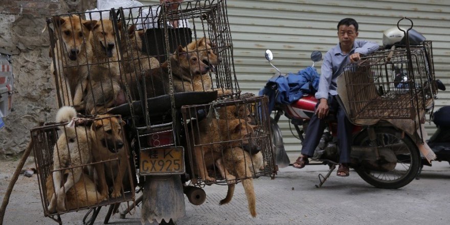 Çin’de ’Yulin Köpek Eti Festivali’ yasaklandı