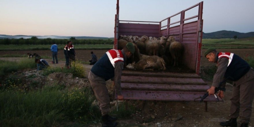 Edirne’de hayvan hırsızlığı