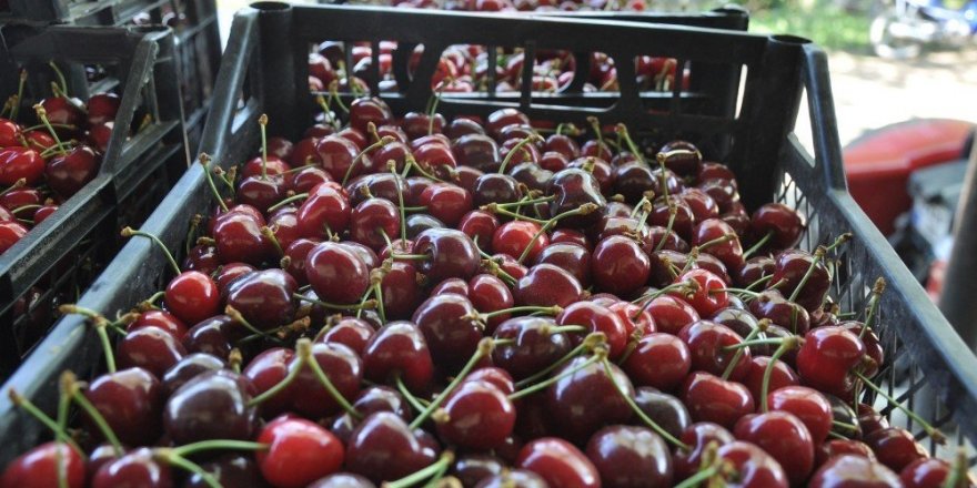 Erkenci kirazı çiftçinin yüzünü güldürdü