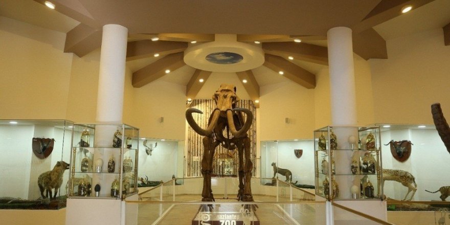 Türkiye’nin tek Zooloji ve Doğa Müzesine yoğun ilgi