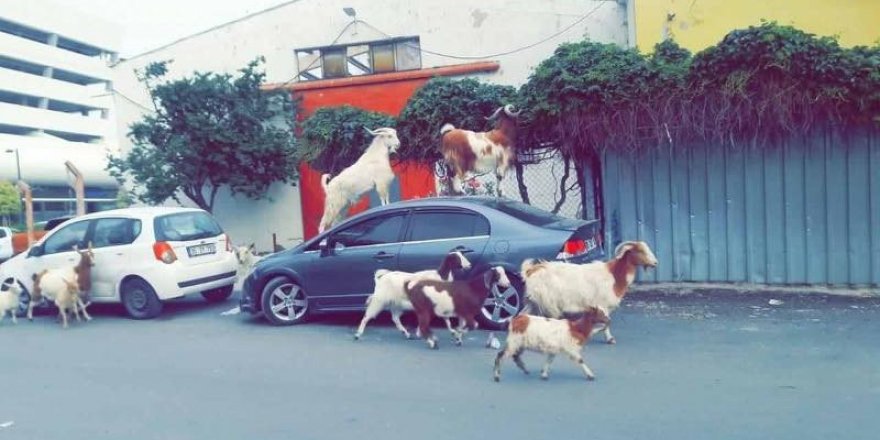 İzmir’de keçiler şehre indi