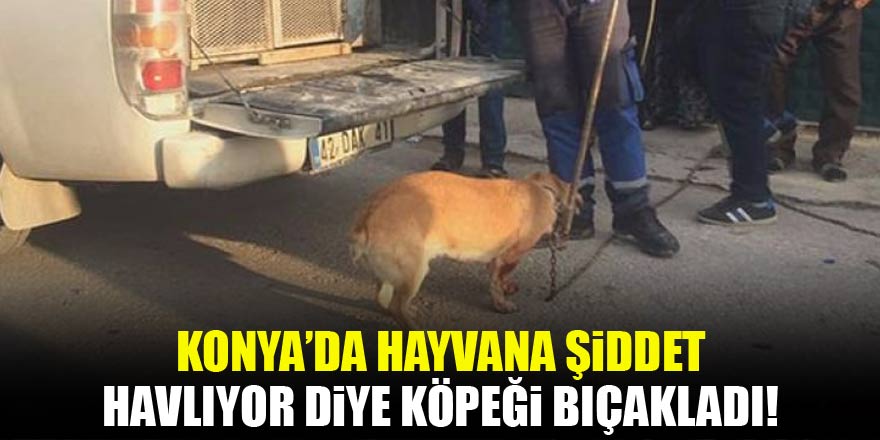 Konya'da hayvana şiddet! Havlıyor diye köpeği bıçakladı