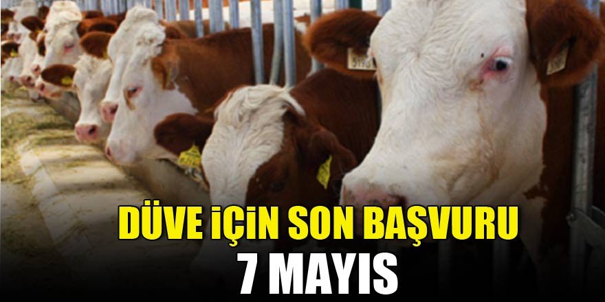 Düve Projesi'nde geri sayım başladı