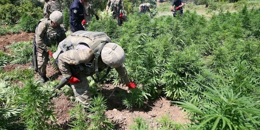 Zehir tacirleri ölüleri de rahat bırakmadı