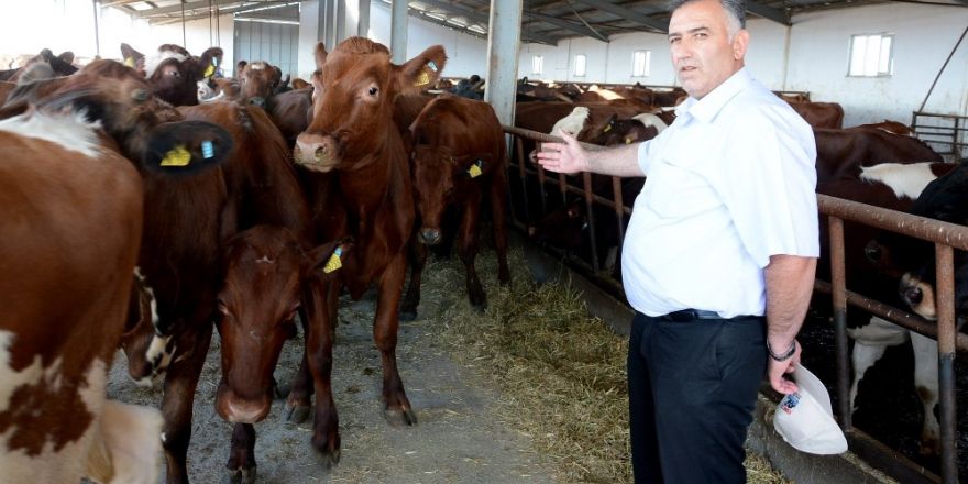 Aksaray’da hayvan üreticilerine yüzde 30 gebe düve desteklemesi