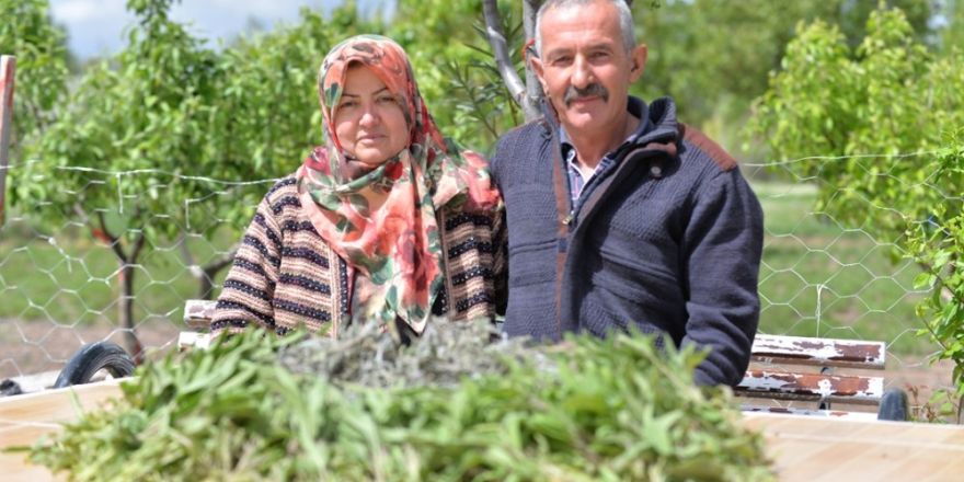 Talas İlçesinde Adaçayı Hasadı Başladı
