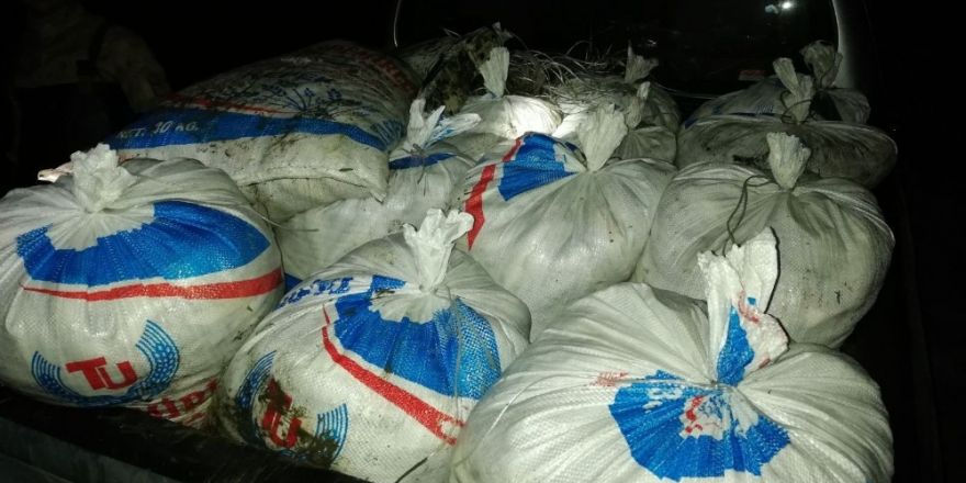 Erciş’te 900 kilo kaçak balık ele geçirildi
