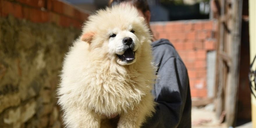 Gümrük kaçağı yavru köpekler ihaleye çıkarıldı