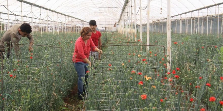 Kesme çiçeğe sıcak hava darbesi
