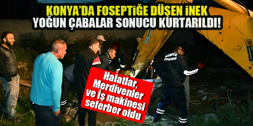 Konya'da foseptiğe düşen inek kurtarıldı